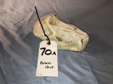 BABOON SKULL