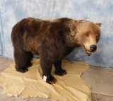 FB BROWN BEAR ON 4 LEGS -NO BASE