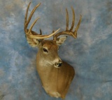 10PT WHITETAIL DEER