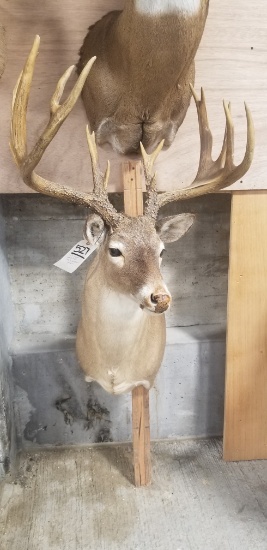 XL REPRODUCTION WHITETAIL W/BROKEN ANTLER