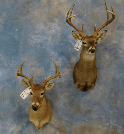 2 WHITETAIL SH MTS (2x$)