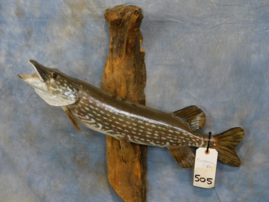 NORTHERN PIKE