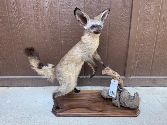 BAT EARED FOX