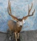 FB MULE DEER