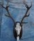 RED DEER SKULL