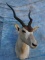 ADDAX (TX RESIDENTS ONLY)