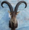 DESERT ALTI IBEX