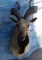 MARKHOR MT FROM TEXAS, CAN LEAVE TEXAS