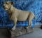 FB LION (TX ERSIDENTS ONLY)