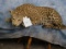 FB LEOPARD (TX RES ONLY)