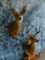 2 MULE DEER (2x$)