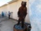 FB BROWN BEAR