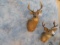 1 WHITETAIL & 1 MULE DEER SH MTS (2x$)