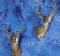 2 WHITETAIL SH MTS (2x$)