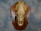 XXXL BROWN BEAR SKULL