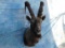 NUBIAN IBEX SH MT