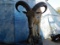 FB AOUDAD