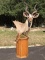 KUDU PEDESTAL MT