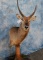 WATERBUCK PED MT