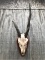 XL NONTYPICAL AFRICAN ELAND HORNS W/FULL SKULL