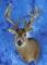 LARGE NON TYPICAL WHITETAIL SM