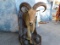 1/2 BODY AOUDAD