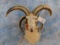 4 HORN SHEEP SH MT