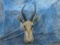 WHITE BLESBOK