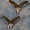 2 AOUDAD SKULLS (2x$)