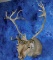 LARGE CARIBOU SH MT