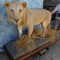 FB LION (TX ERSIDENTS ONLY)