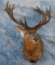 RED STAG SH MT
