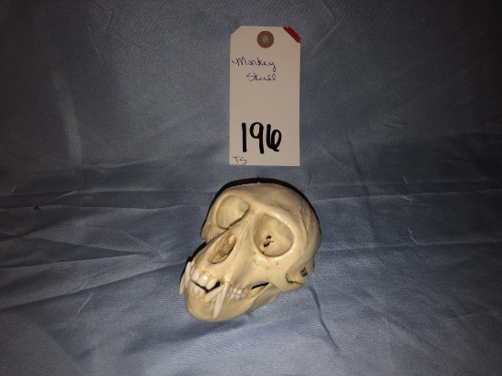 MONKEY SKULL