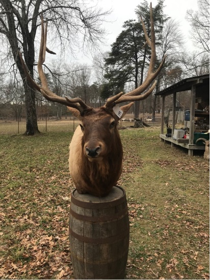 XL ELK PEDESTAL MT