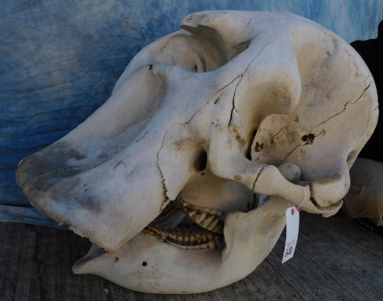 ELEPHANT SKULL (TX RESIDENTS ONLY)