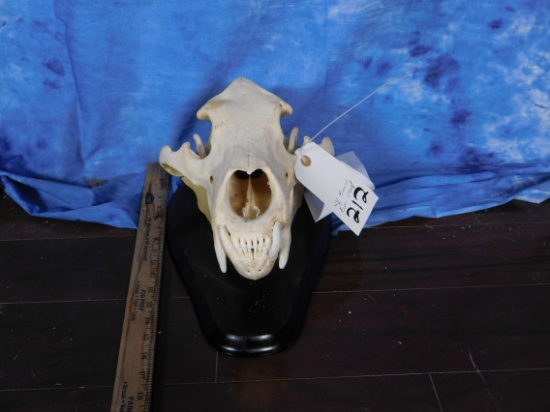 BROWN BEAR SKULL