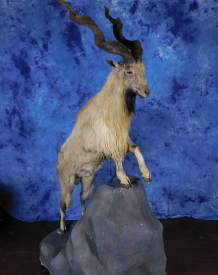 FB MARKHOR FROM TEXAS, CAN LEAVE THE STATE