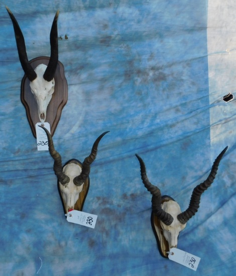 3 BLACKBUCK SKULLS (3x$)