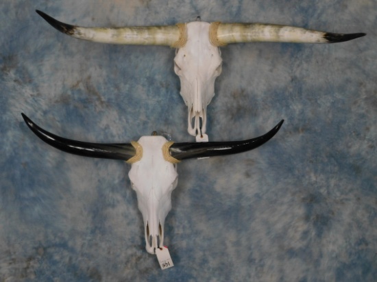 2 LONGHORN SKULLS (2x$)