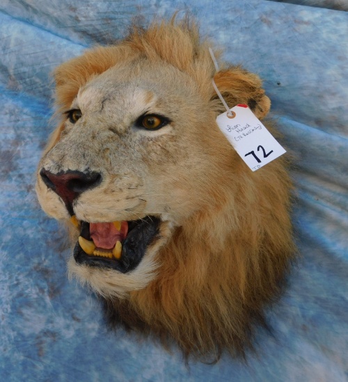 LION HEAD (TX RES ONLY)