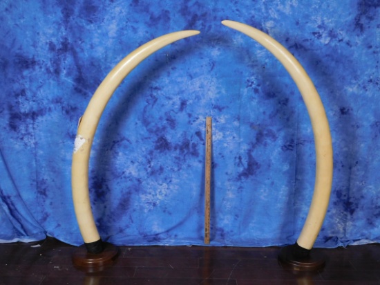 PAIR OF ELEPHANT TUSK  (TX RESIDENTS ONLY)