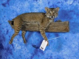 FB NEW BOBCAT LAYING ON LIMB