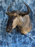 BLUE WILDESBEEST SH MT