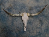 LONGHORN SKULL