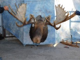 MOOSE MT