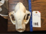 XXL COUGAR SKULL