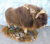 MUSK OX