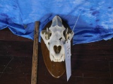 LION SKULL HAS REPAIRED TOOTH(TX RESIDENTS ONLY)