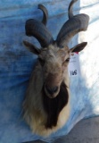 MARKHOR MT FROM TEXAS, CAN LEAVE TEXAS