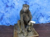 FB BABOON